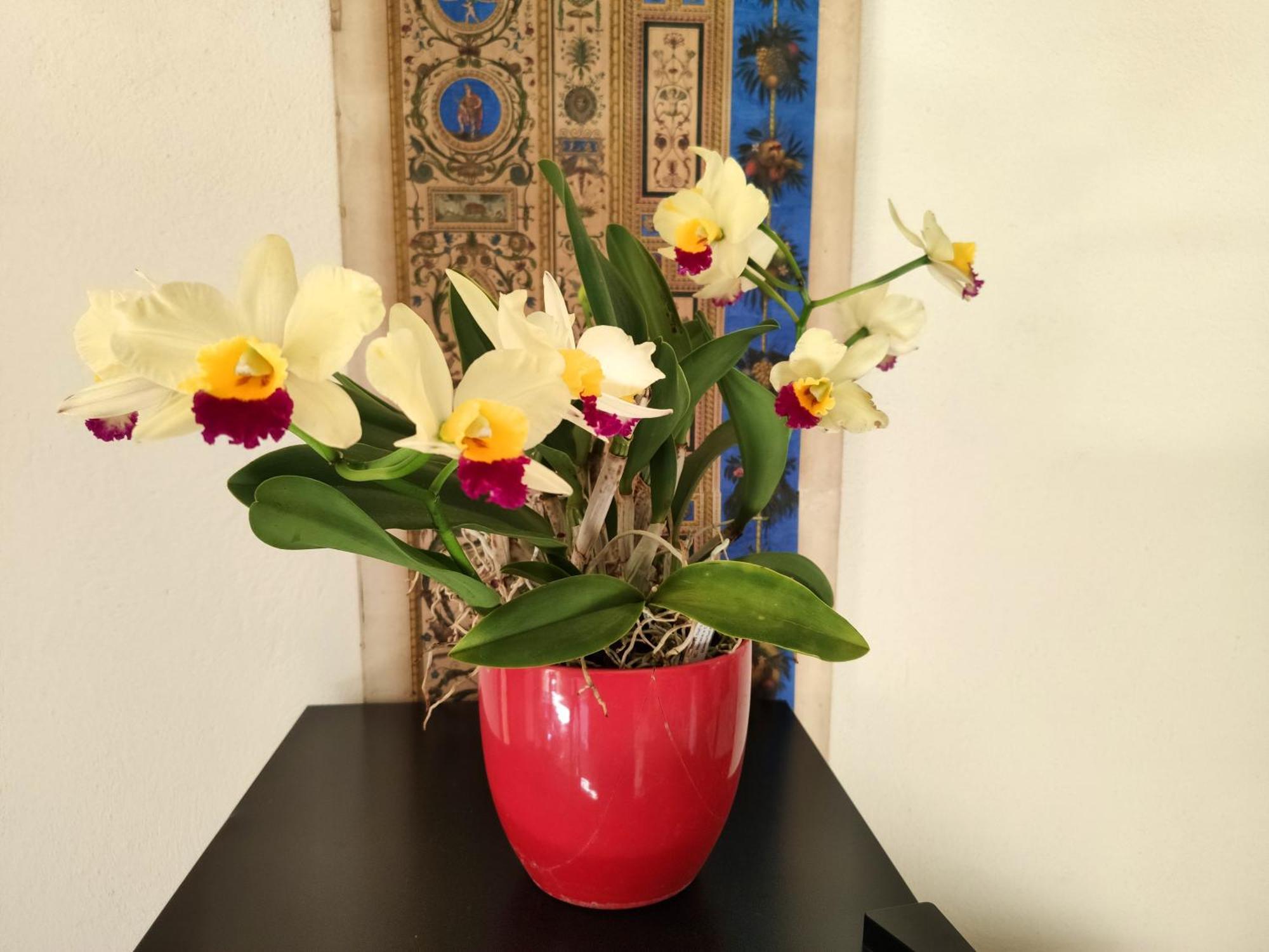 Bed and Breakfast La Casa Nel Borgo Piadena Экстерьер фото
